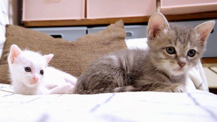 子猫とお兄ちゃん猫