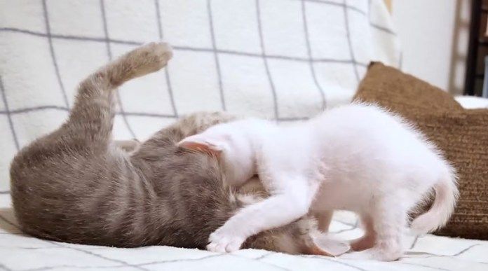 お兄ちゃん猫に戦いを挑む子猫