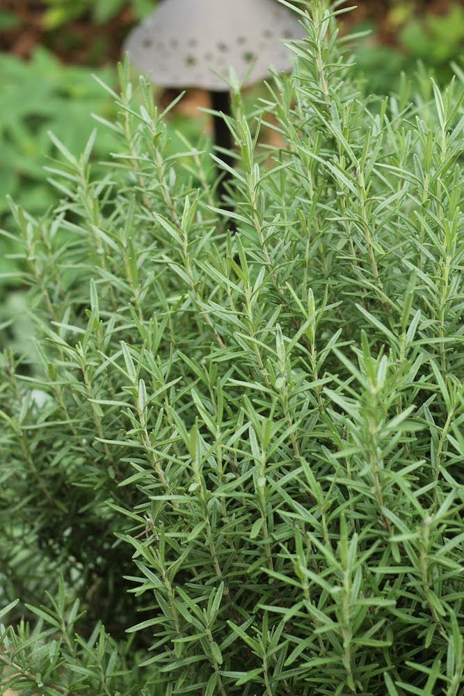 ローズマリーを食べることで得られる作用・効能は？