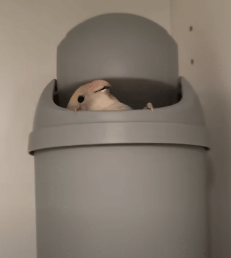 「透明、キラキラ、好き！」ガラス製品が好きすぎる鳥さん、飼い主は毎日ハラハラ