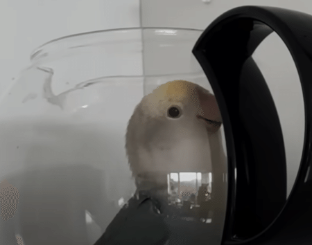 「透明、キラキラ、好き！」ガラス製品が好きすぎる鳥さん、飼い主は毎日ハラハラ