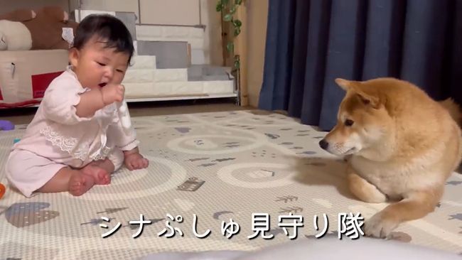 お気に入りおもちゃ、強奪の危機！この闘いどうなる！？？