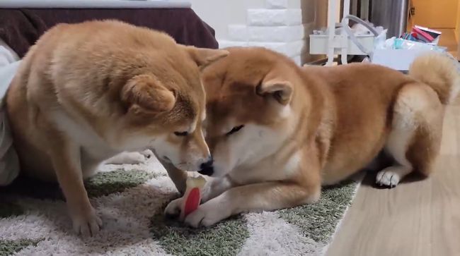 お気に入りおもちゃ、強奪の危機！この闘いどうなる！？？