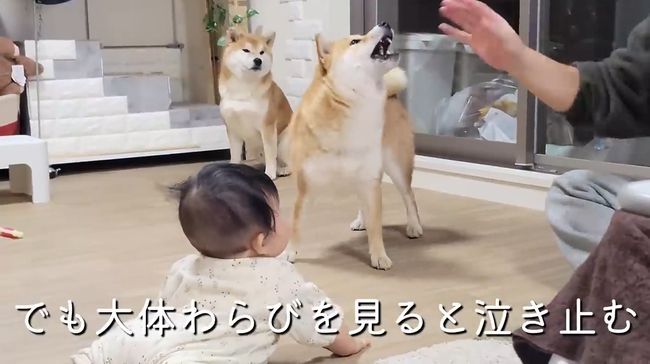 お気に入りおもちゃ、強奪の危機！この闘いどうなる！？？