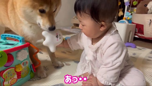 お気に入りおもちゃ、強奪の危機！この闘いどうなる！？？