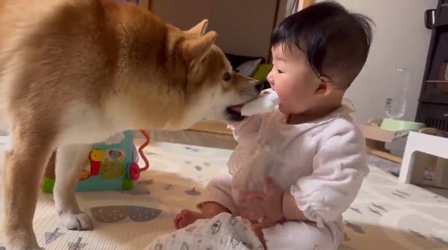 お気に入りおもちゃ、強奪の危機！この闘いどうなる！？？