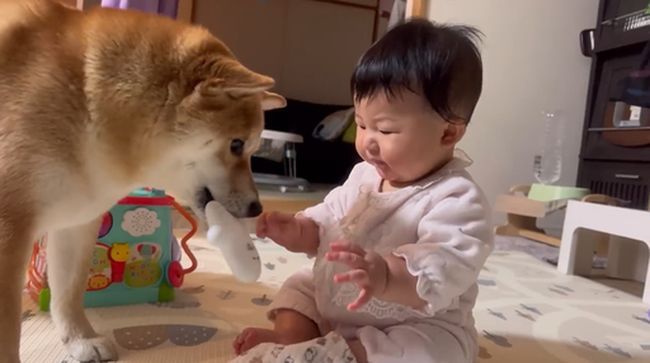 お気に入りおもちゃ、強奪の危機！この闘いどうなる！？？