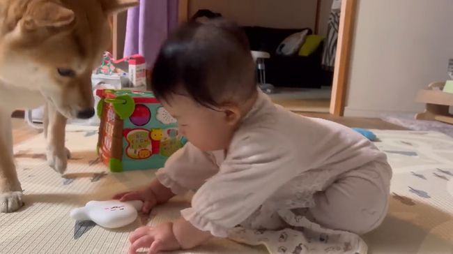 お気に入りおもちゃ、強奪の危機！この闘いどうなる！？？