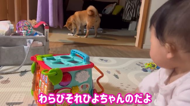 お気に入りおもちゃ、強奪の危機！この闘いどうなる！？？