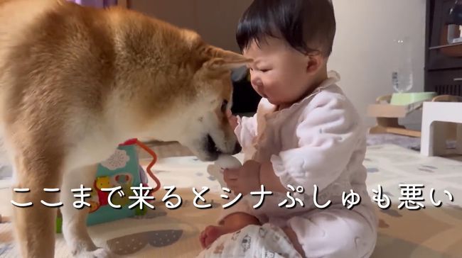 お気に入りおもちゃ、強奪の危機！この闘いどうなる！？？