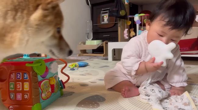 お気に入りおもちゃ、強奪の危機！この闘いどうなる！？？