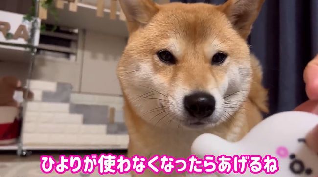 お気に入りおもちゃ、強奪の危機！この闘いどうなる！？？