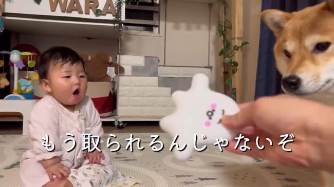 お気に入りおもちゃ、強奪の危機！この闘いどうなる！？？