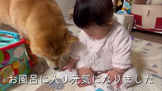 お気に入りおもちゃ、強奪の危機！この闘いどうなる！？？