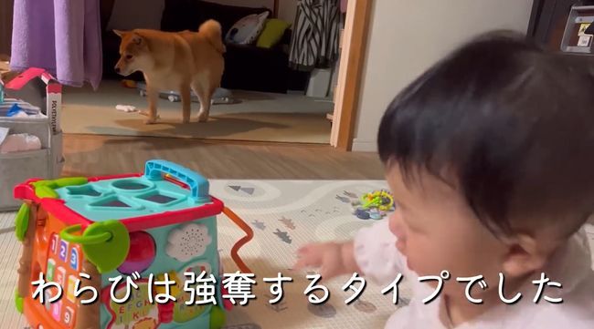 お気に入りおもちゃ、強奪の危機！この闘いどうなる！？？