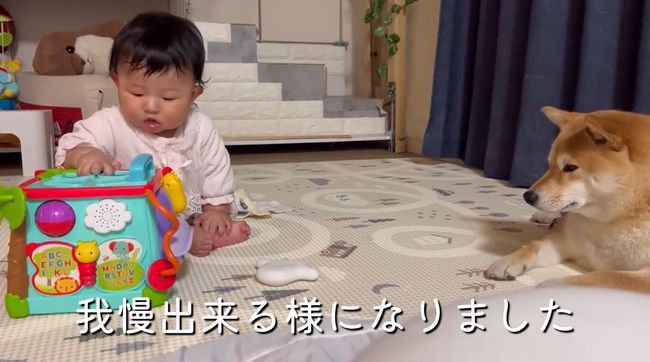 お気に入りおもちゃ、強奪の危機！この闘いどうなる！？？