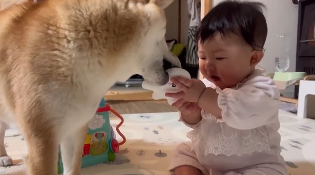 お気に入りおもちゃ、強奪の危機！この闘いどうなる！？？