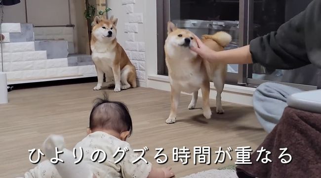 お気に入りおもちゃ、強奪の危機！この闘いどうなる！？？