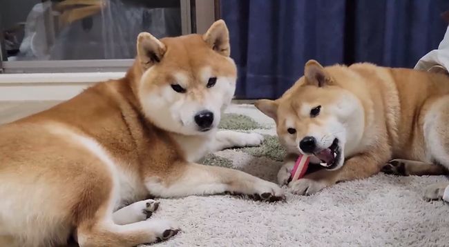 お気に入りおもちゃ、強奪の危機！この闘いどうなる！？？