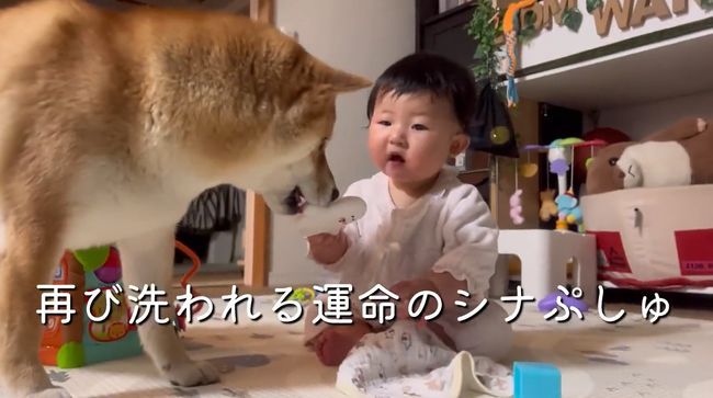 お気に入りおもちゃ、強奪の危機！この闘いどうなる！？？