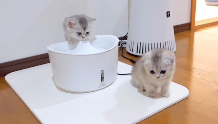 家の中で過ごす子猫達