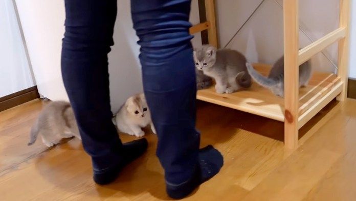 足元に集まってきた子猫達