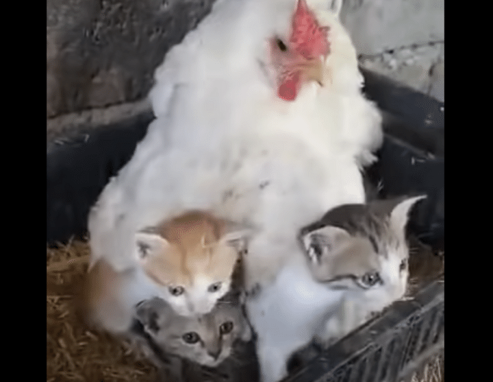 「うちの子ミャーって鳴くのよ〜！」子猫を守っているニワトリのママ。