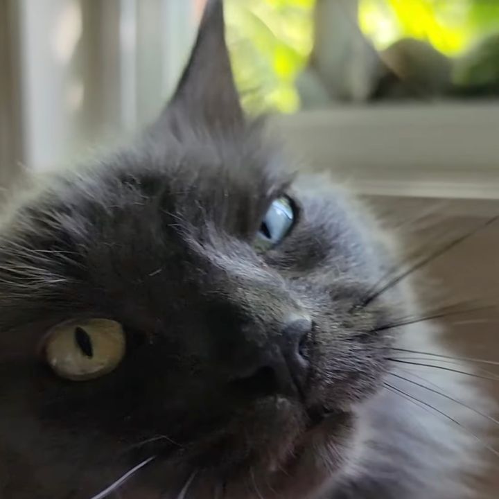 目の前で気ままに遊ぶリスたちに、猫は不満げ飼い主を睨み