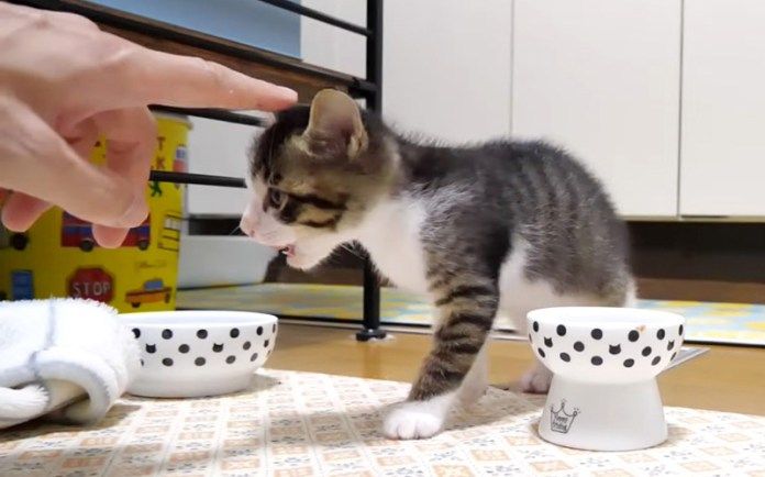 ナデナデされる子猫