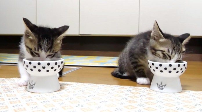 ご飯を食べる子猫達