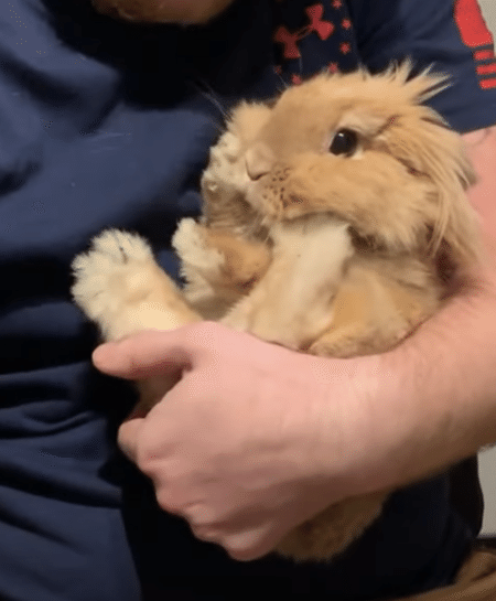 飼い主さんに赤ちゃん抱っこされる、モフモフうさぎが可愛すぎる！