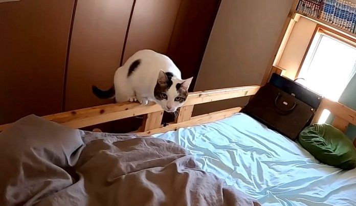 独り言を言う猫