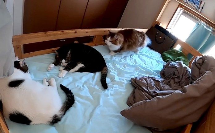 ベッドでくつろぐ猫達