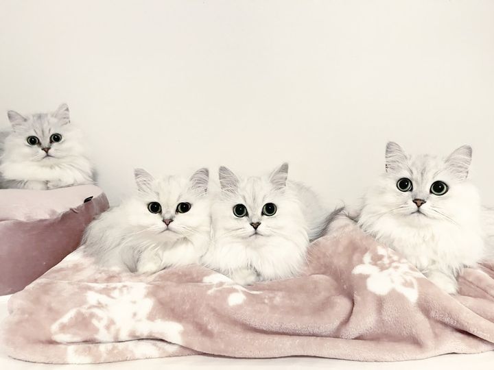 美しいチンチラシルバーの家族