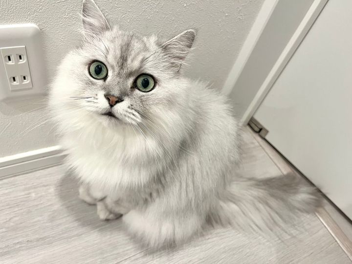 チンチラシルバーのオス猫シェリーちゃん