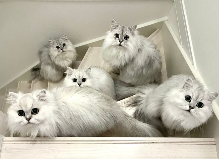 見た目がそっくりなチンチラシルバーの家族