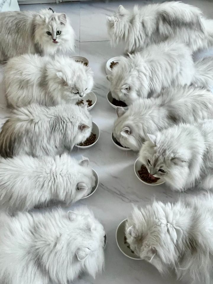 12匹のチンチラシルバーのご飯タイム