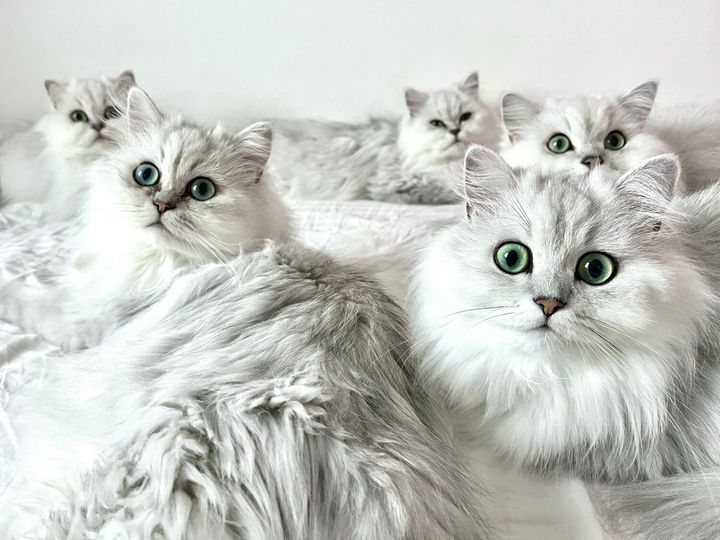 チンチラ帝国さんのお家で飼っている12匹のチンチラシルバー