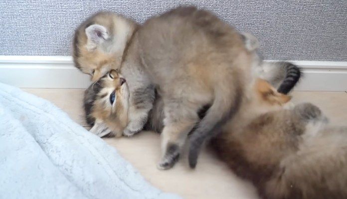 ケンカを始めた子猫達