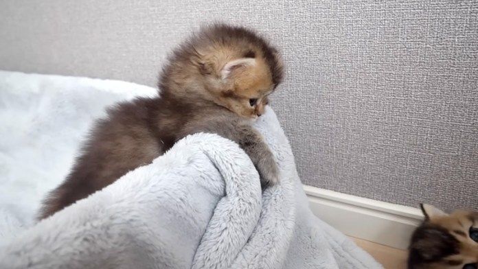 寝床を出る子猫