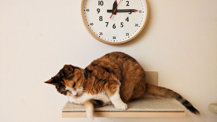 猫本書評：餅は餅屋に、病気は医者に、猫のごはんは「猫ごはん博士」に