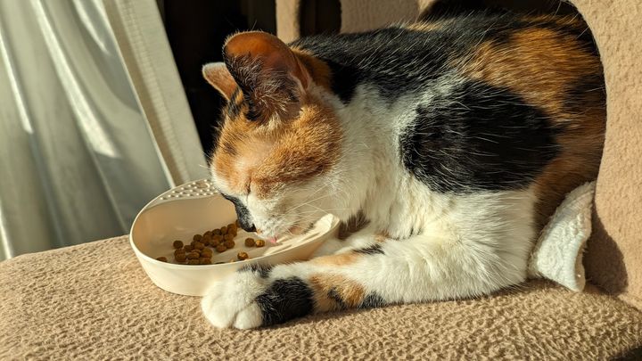 猫本書評：餅は餅屋に、病気は医者に、猫のごはんは「猫ごはん博士」に