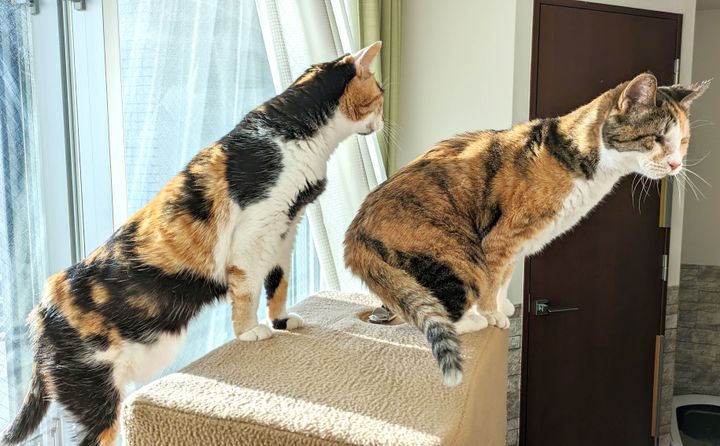 猫本書評：餅は餅屋に、病気は医者に、猫のごはんは「猫ごはん博士」に