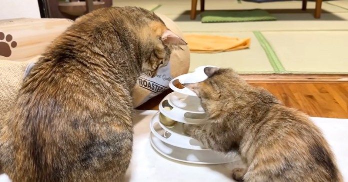 子猫を優先させる猫