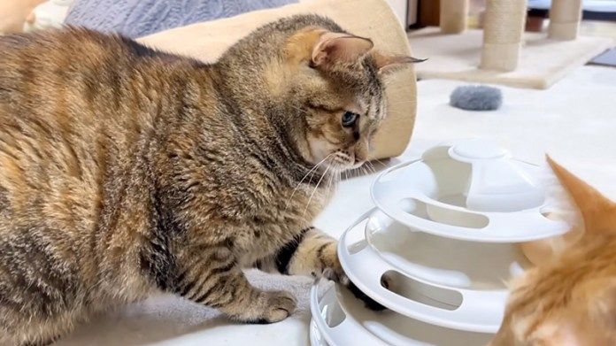 オモチャで遊ぶ猫