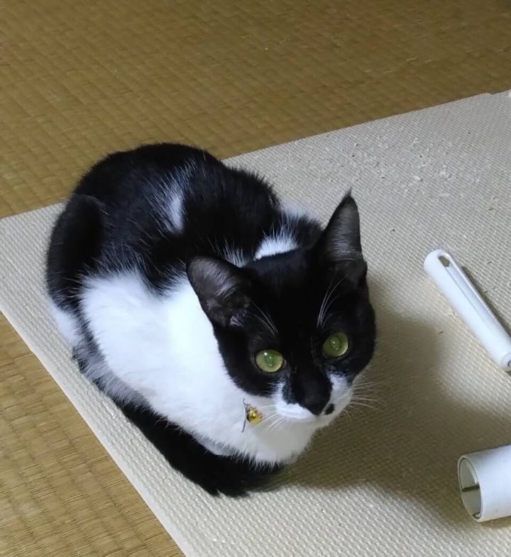 黒白猫のゴマちゃん