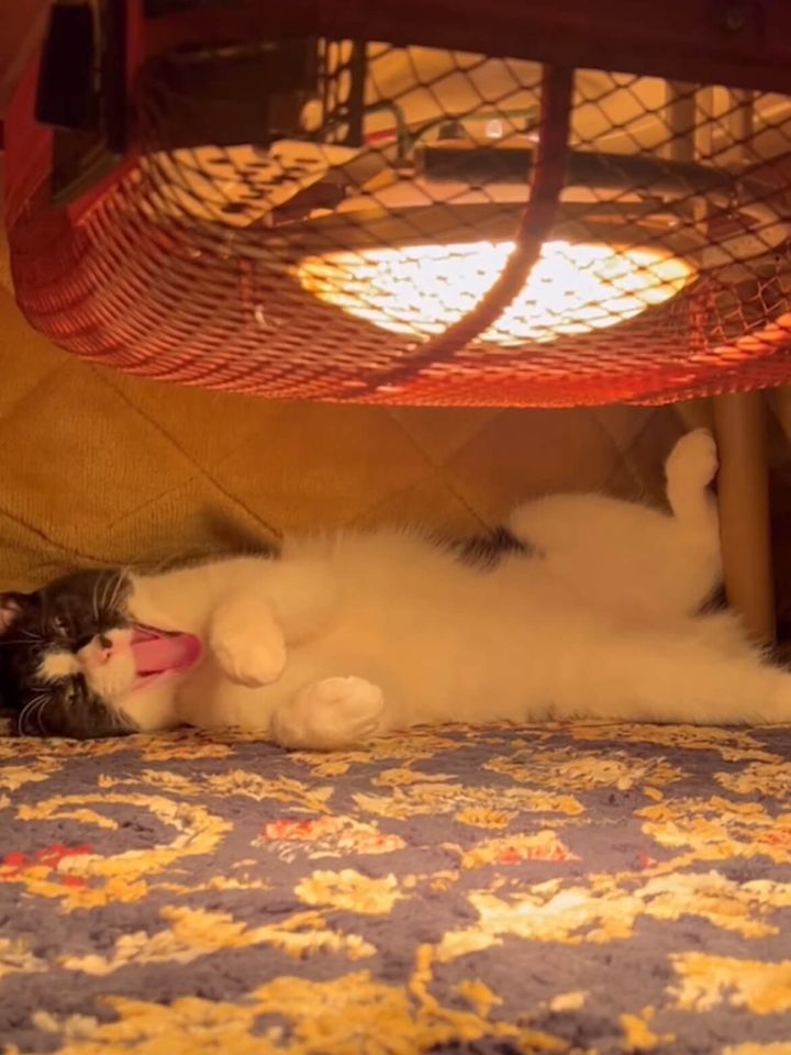 コタツの中で寝転んであくびをする黒白猫