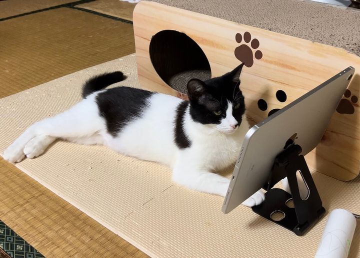 iPadの画面を見つめる黒白猫