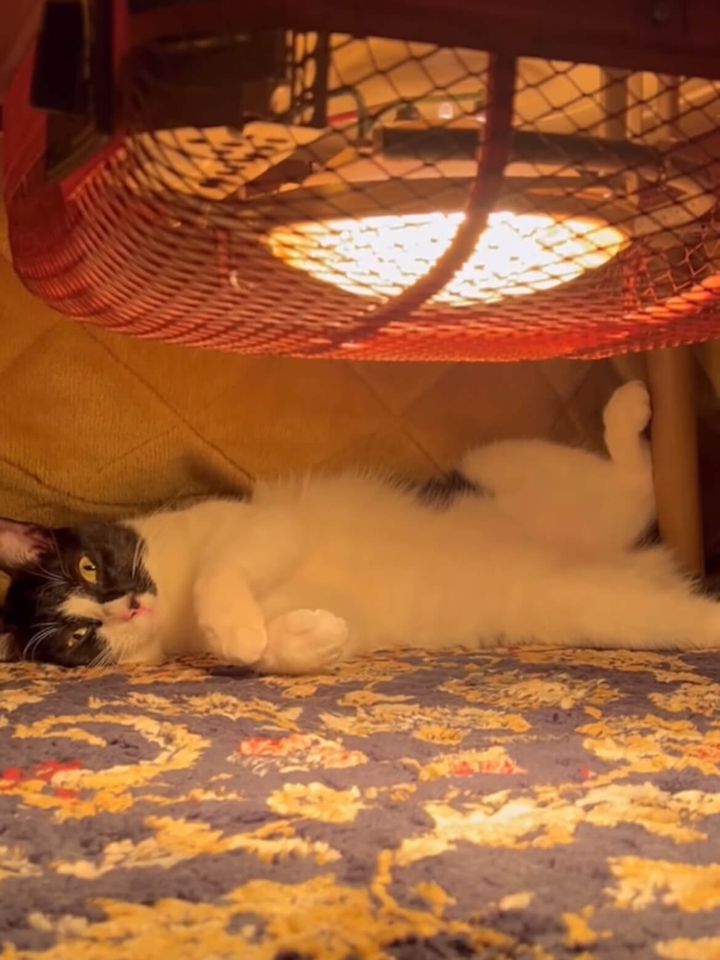 コタツの中で寝っ転がる黒白猫のもっちゃん