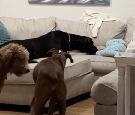 優しい犬さん、子どもの寝顔を見ているだけでこの喜びよう♪